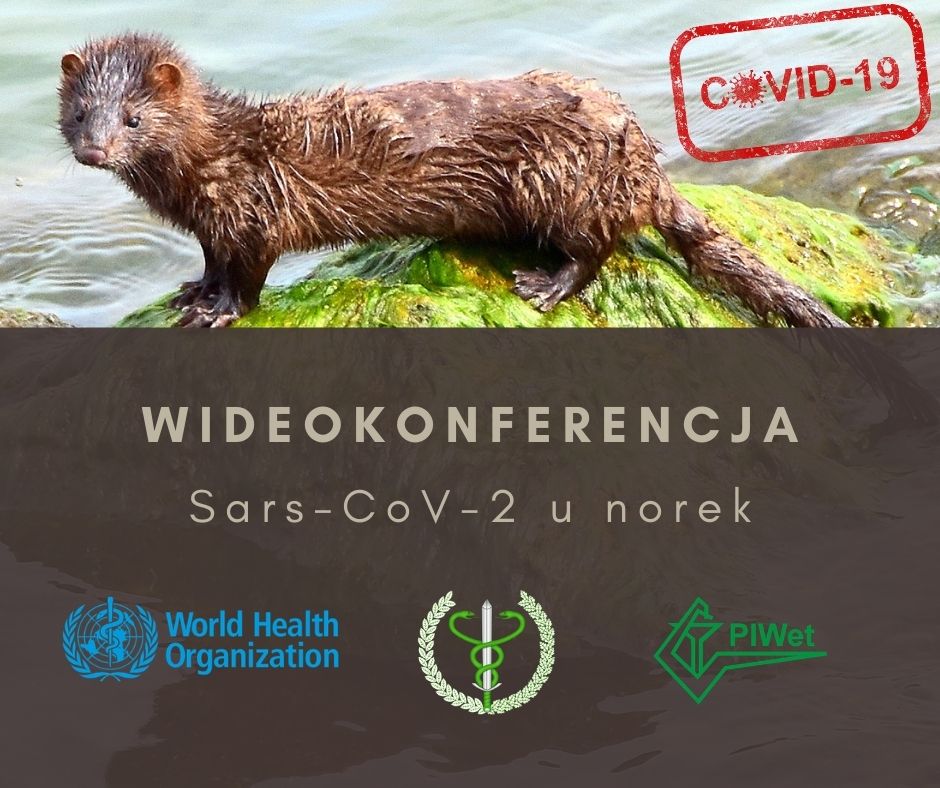 World Health Organization - pierwsze zakażenie Sars-CoV-2 u norek w Polsce