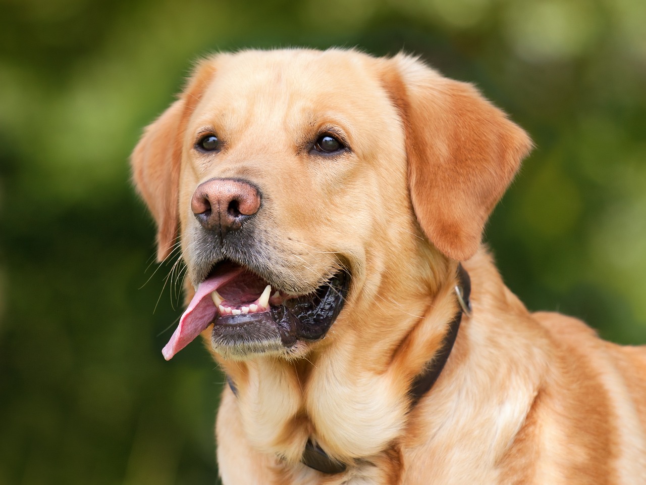 Pies rasy labrador koloru kremowego z wysuniętym językiem na tle rozmytego zielonego krajobrazu