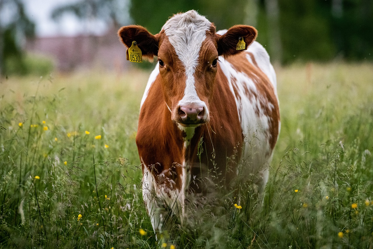 Komunikat Głównego Lekarza Weterynarii nr 2 w zw