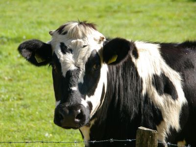 Komunikat Głównego Lekarza Weterynarii w związk