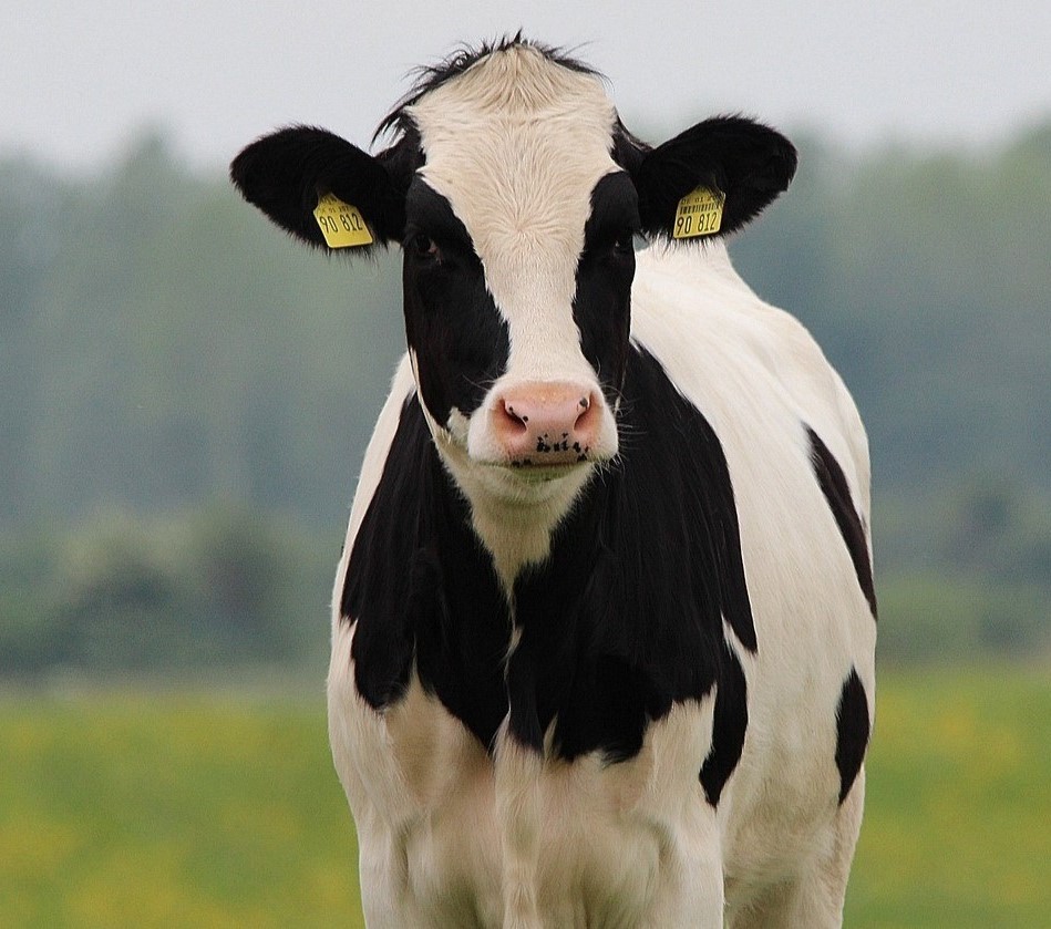 Komunikat Głównego Lekarza Weterynarii nr 1 doty