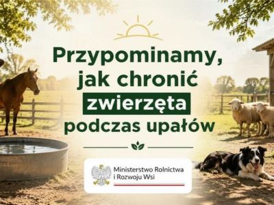 Upały a dobrostan zwierząt - jak chronić zwierz