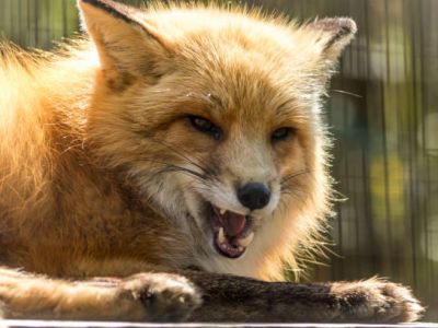 Komunikat Głównego Lekarza Weterynarii dotycząc