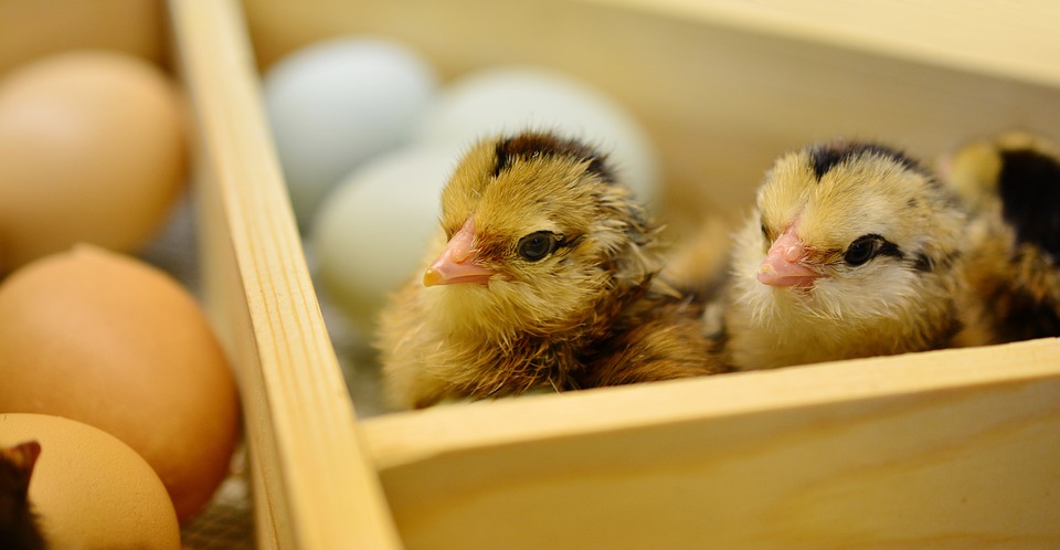 Zniesienie restrykcji importowych dla żywych ptak